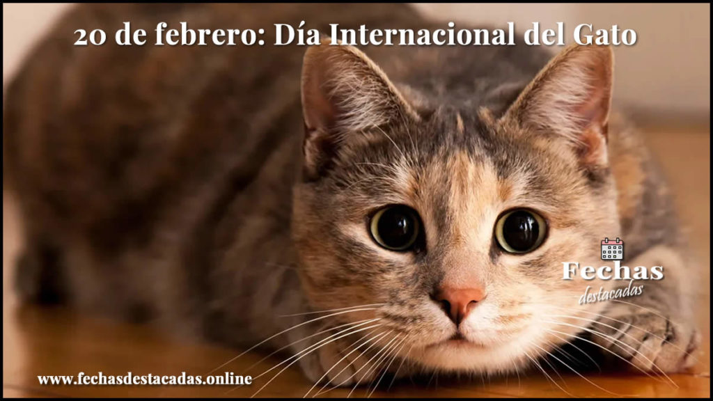Día Internacional del Gato