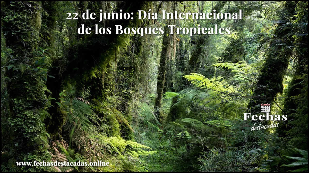 22 de junio: Día Internacional de los Bosques Tropicales
